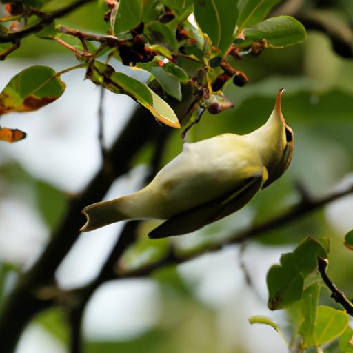 Wood warbler showcasing its foraging techniques