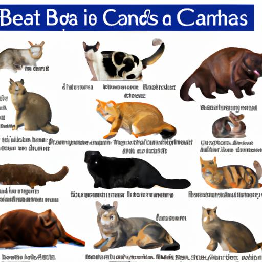 World's largest cat breeds: A visual guide