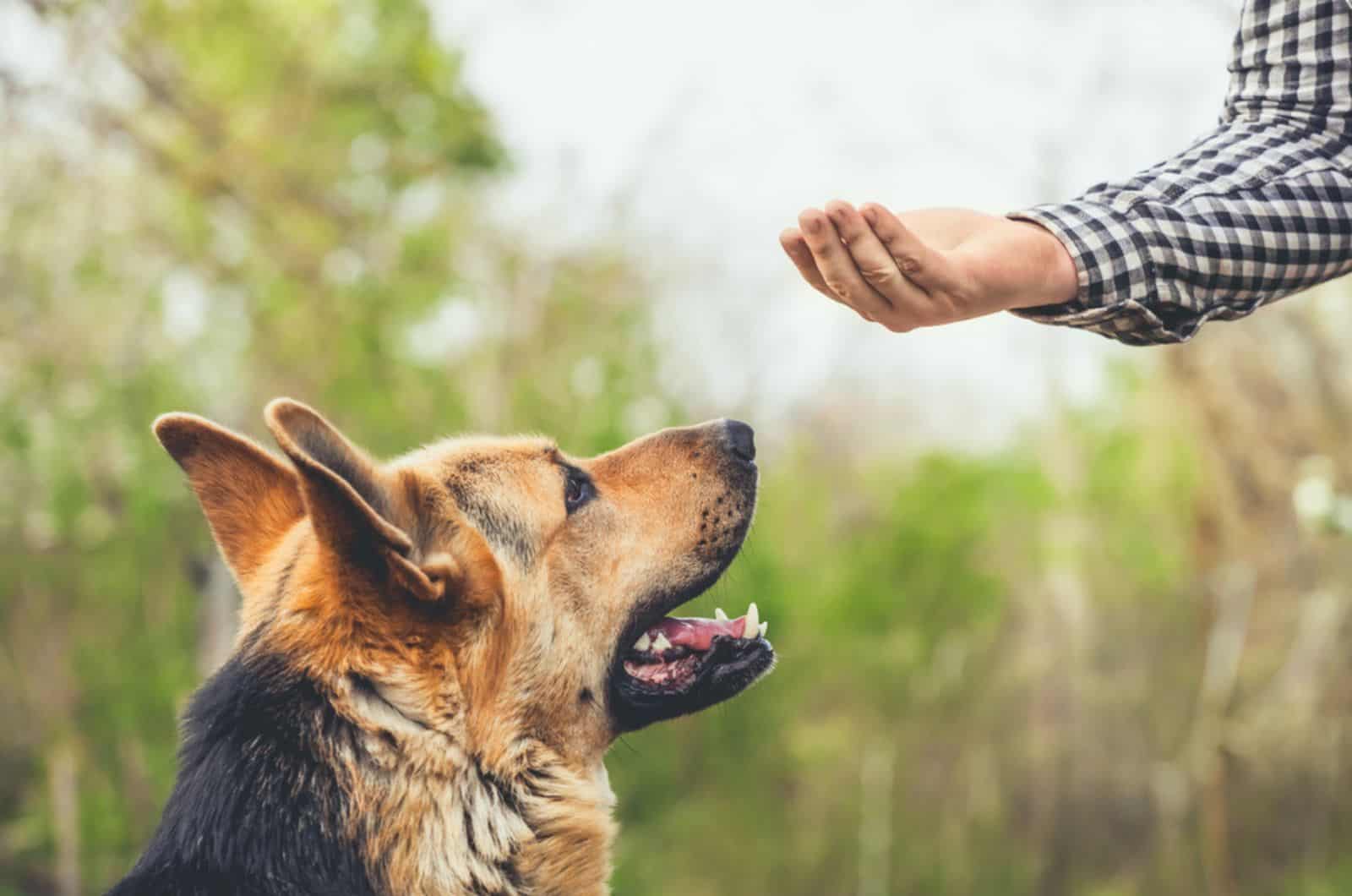 33 German Shepherd Training Commands To Get A Good Boy