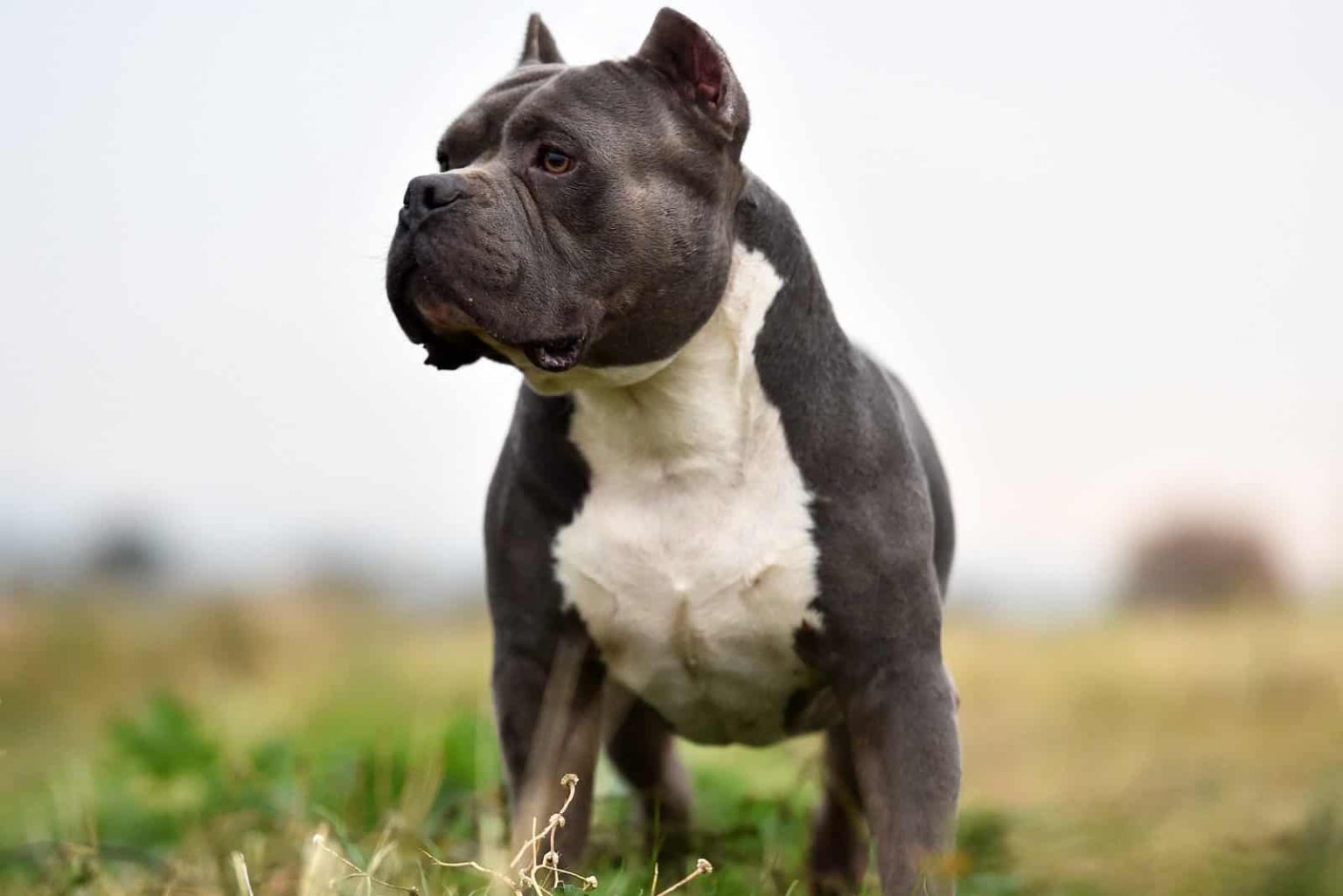 American Bully Growth Chart Here’s How Your Bully Grows
