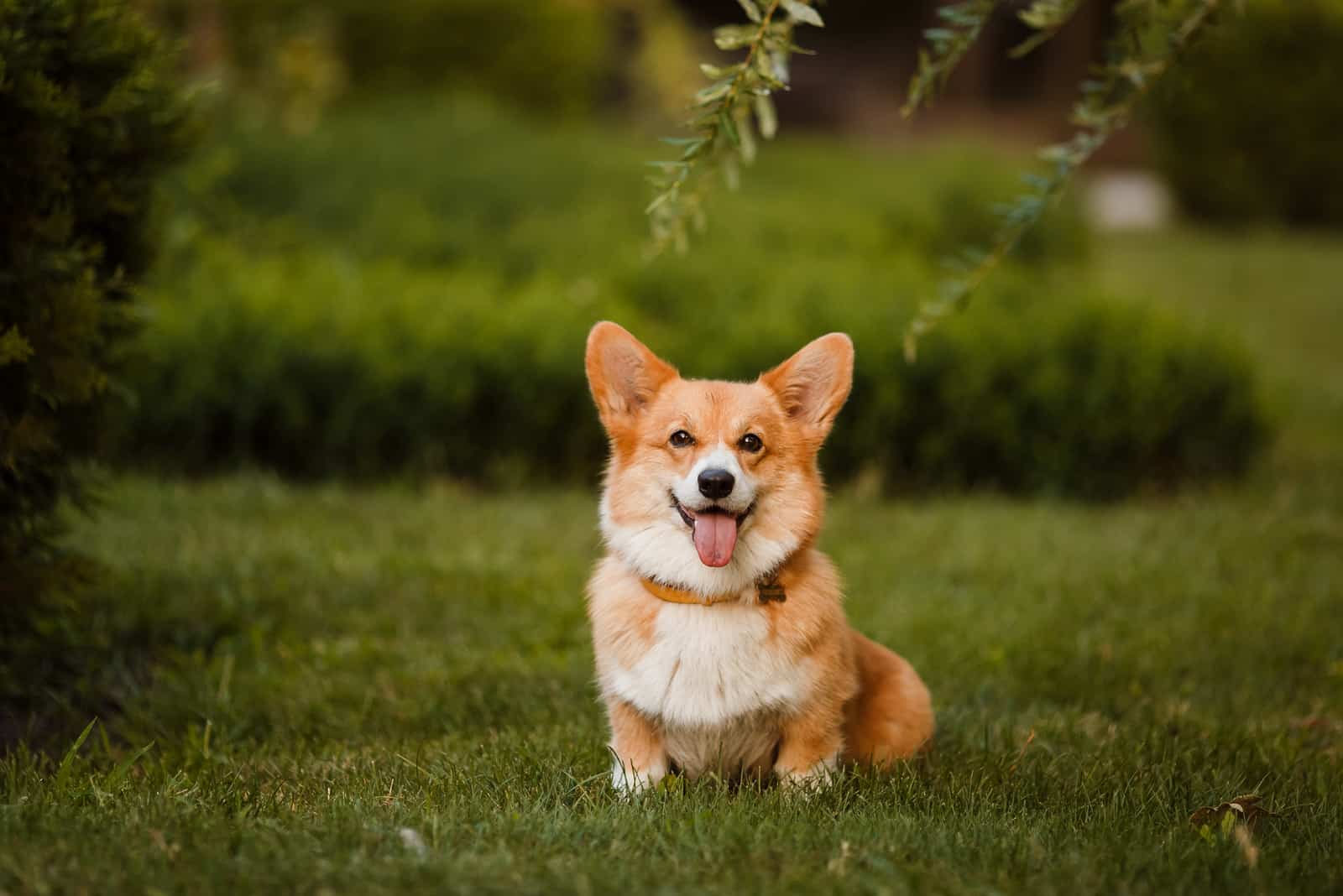 Are Corgis Hypoallergenic? 9 Things You Need To Know