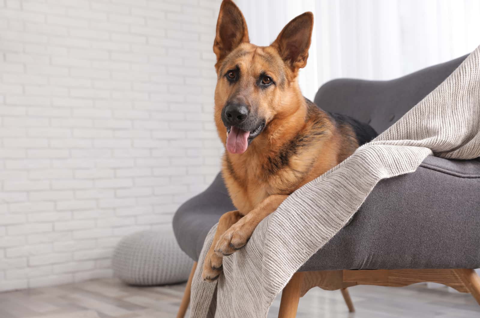 12 Best Dog Beds For German Shepherds – The Comfiest Picks