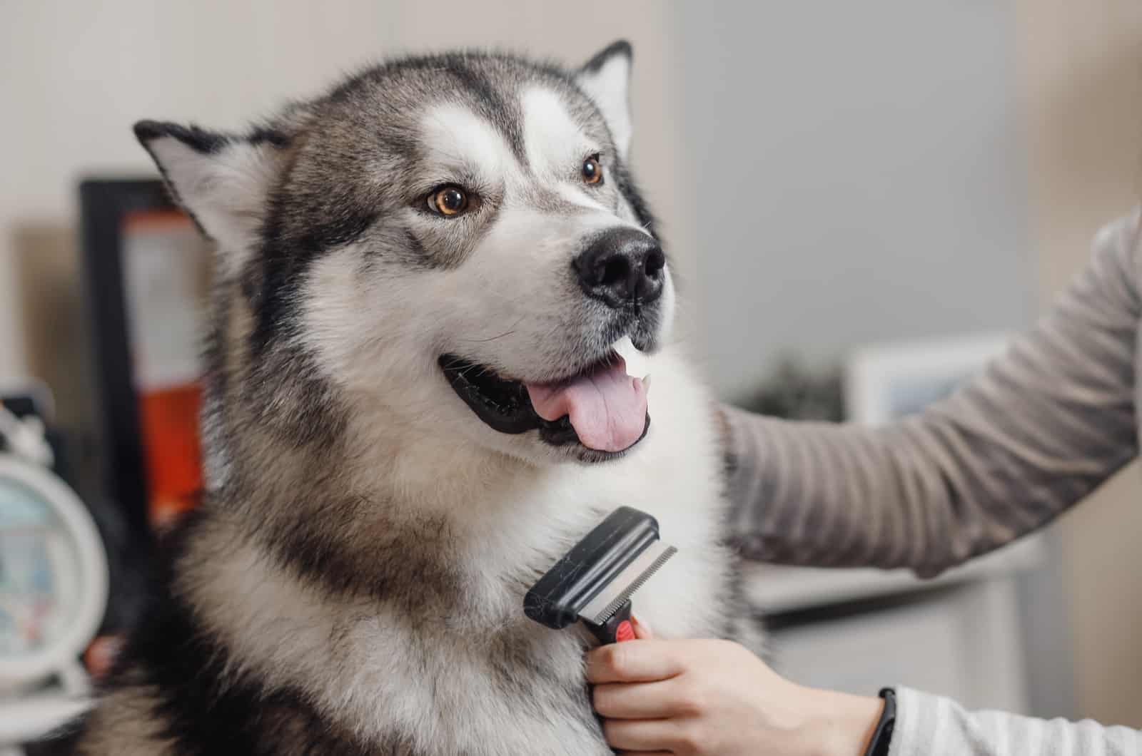 12 Best Dog Brushes For Huskies: Keeping That Coat Fluffy