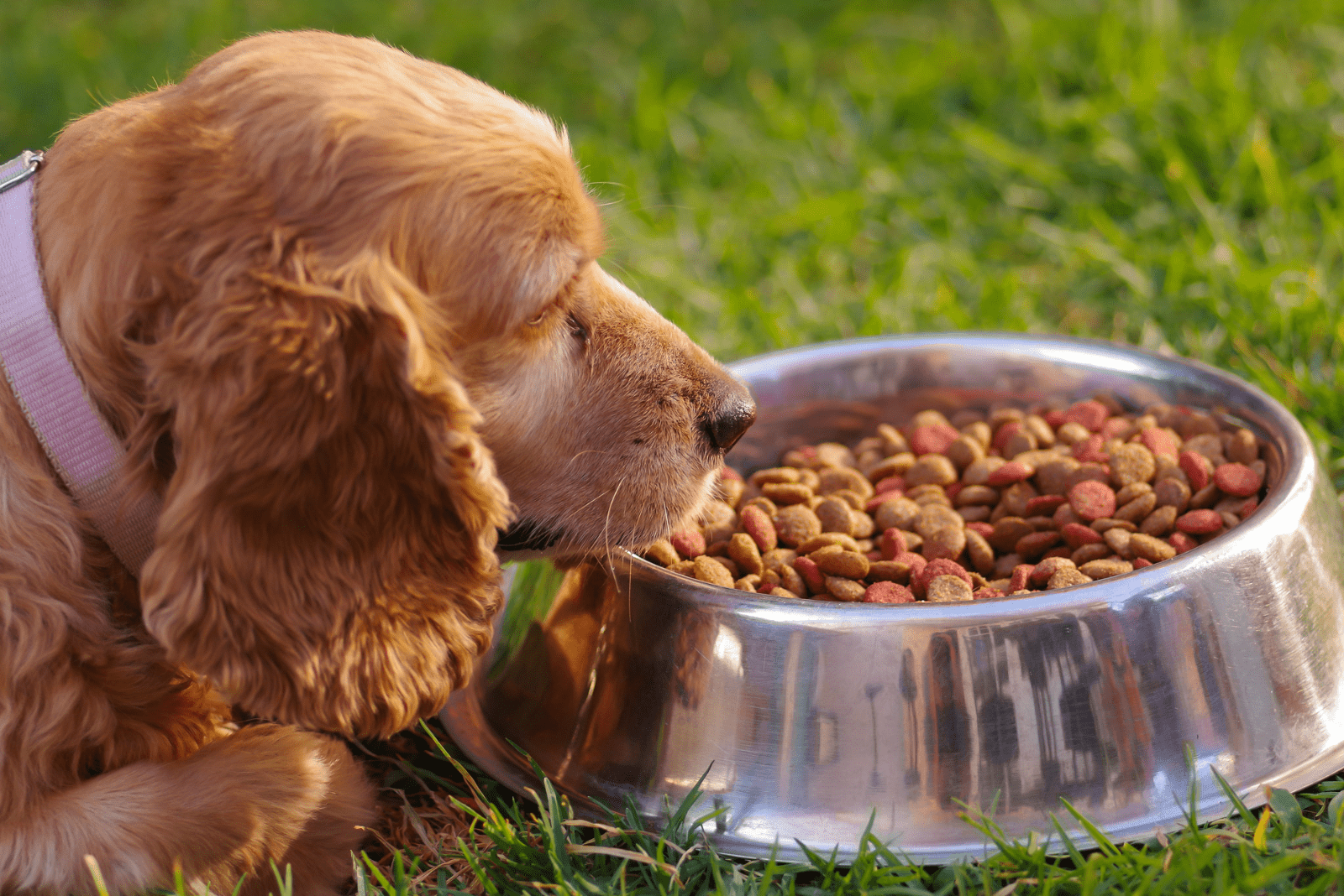 The Best Food for Cocker Spaniels: A Comprehensive Guide