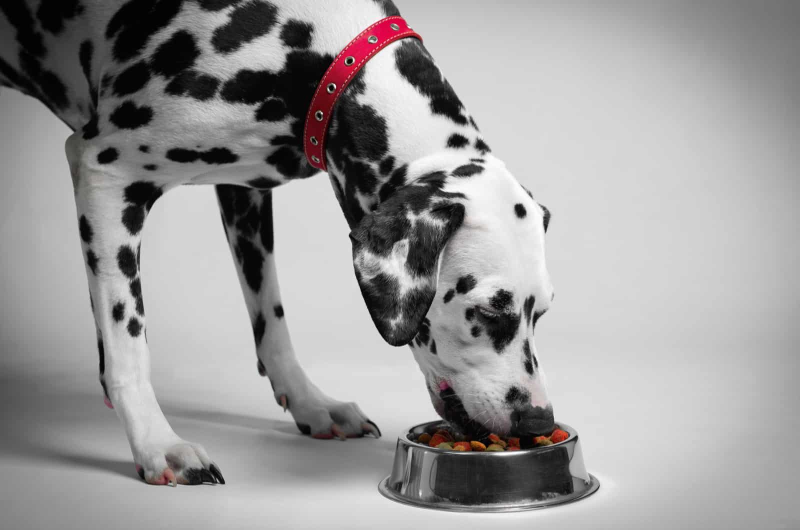 12 Best Dog Foods For Dalmatians: Pongo & Perdita Approved