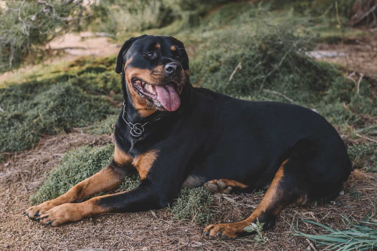 Working Femail Rottweiler Everything You Wanted To Know About Female Rottweilers