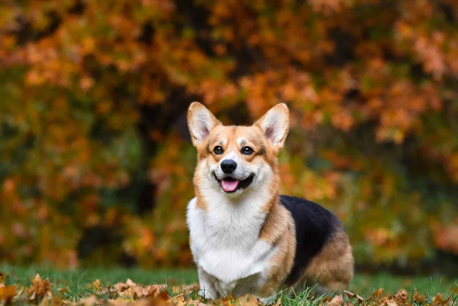 How Much Do Corgis Cost? Prices And Expenses Calculated