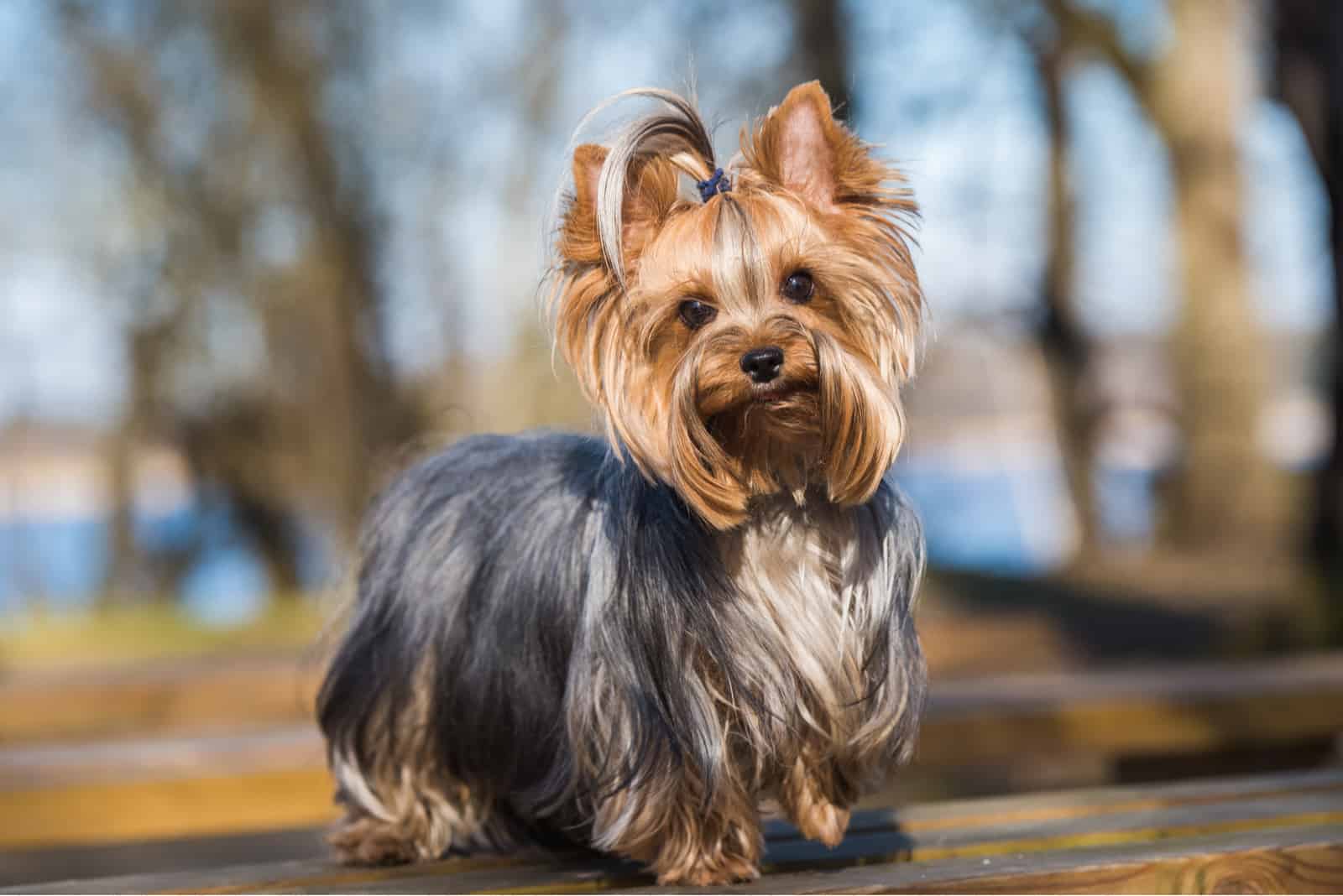 How Much Do Yorkies Cost? Yorkshire Terrier Costs Explained
