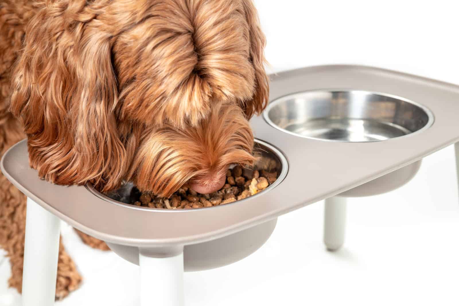 The Labradoodle Feeding Chart And Healthy Diet Guide