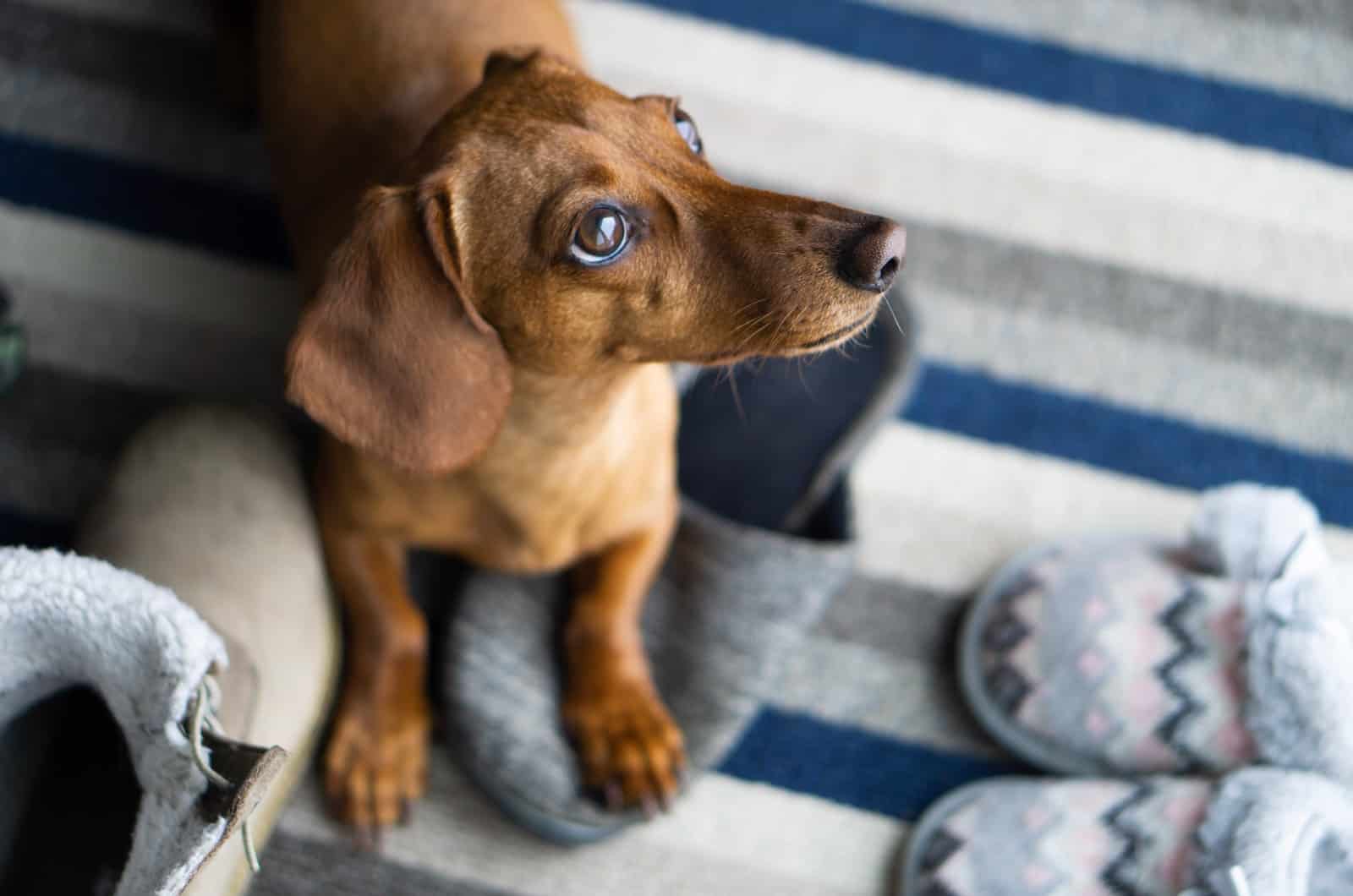 12 Best Dog Food For Dachshunds (Top Products Reviewed)