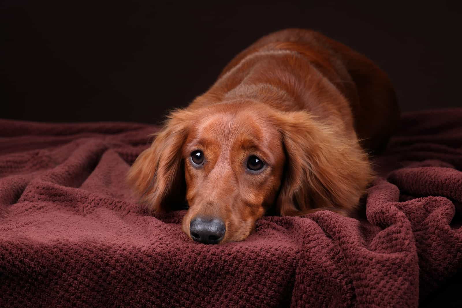 Why Do Dachshunds Shake? The Common Reasons And Remedies