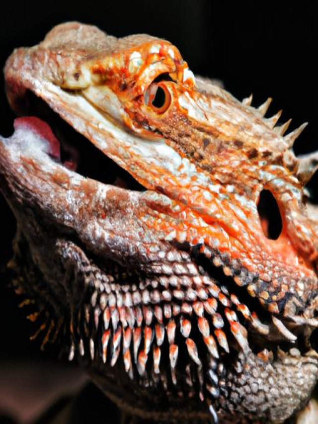 Biggest Bearded Dragon Ever See This Giant - fzvbui2