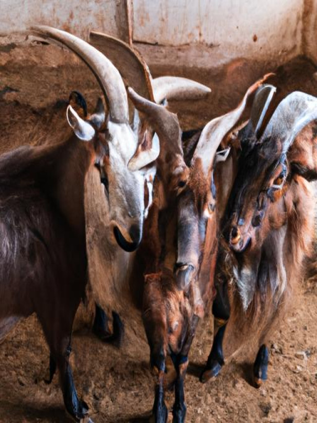Billy Goat R The Ultimate Guide to Billy Goats: Everything You Need to Know