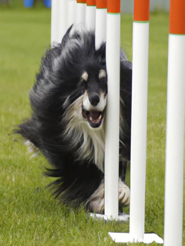 Dog Agility Training A Fun and Effective Way to Keep Your Dog