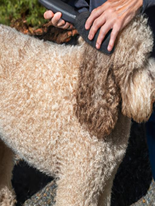 How to Groom a Great Danoodle (Great Dane + Poodle) The Ultimate