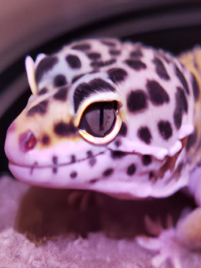 Lavender Leopard Geckos Unveiling the Exquisite Beauty of a Unique