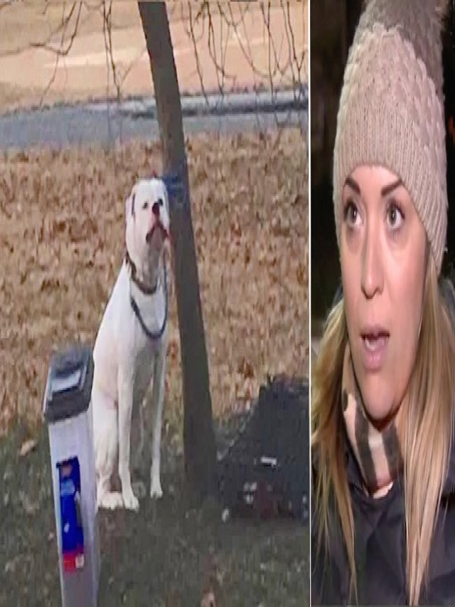 Woman Snaps Photo Of Dog Tied To Tree In Freezing Cold And Finds Owner ...
