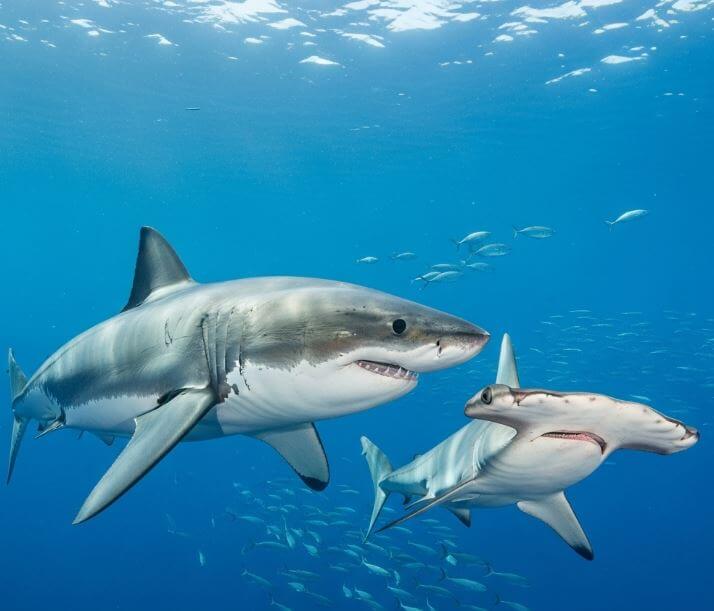 Great White vs Other Sharks