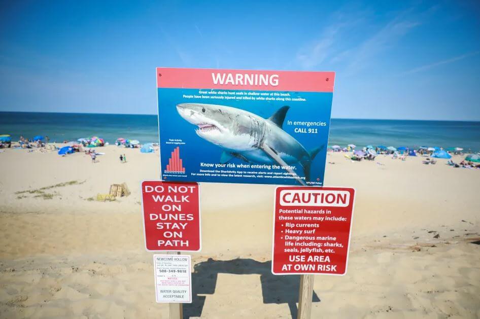 Largest great white shark recorded in Atlantic (1)