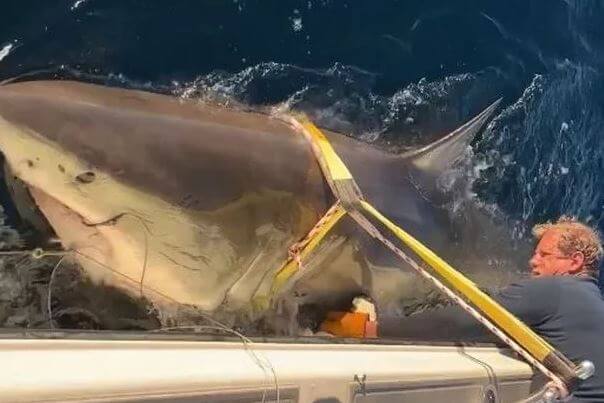 antic's Largest Tagged Male Great White Shark (1)