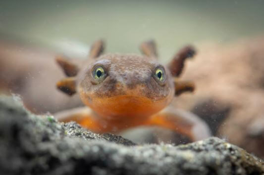 A mazama newt photographed in Crater Lake National Park (1)
