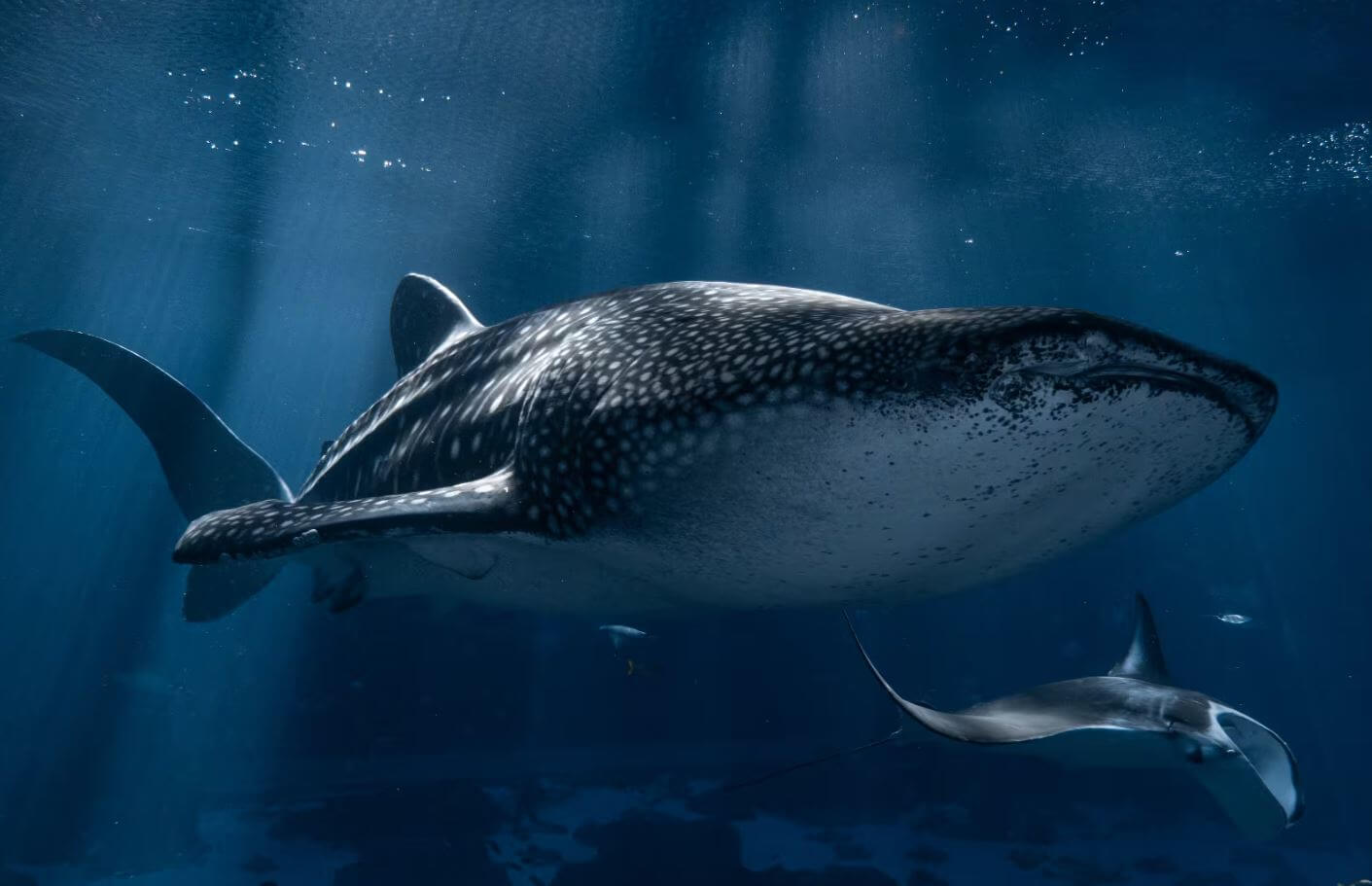 Georgia Aquarium Mourns Taroko, Beloved Whale Shark, After Sudden Death (1)