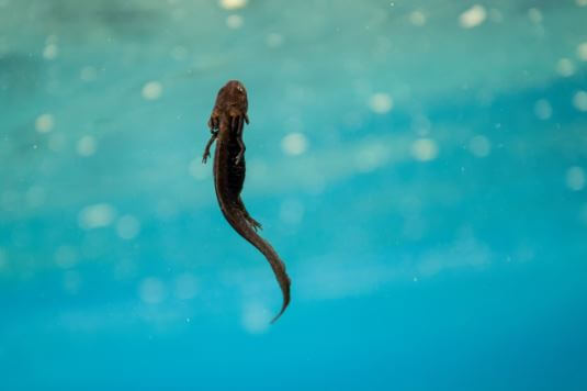 The Crater Lake newt (1)