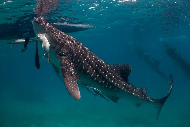 Whale Shark Death at Georgia Aquarium