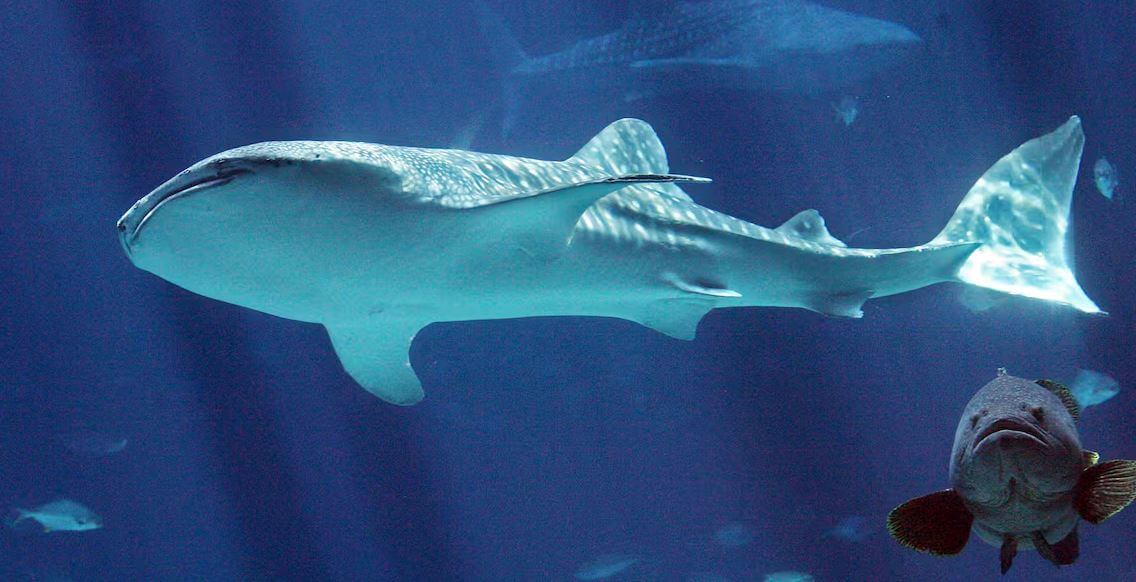 Whale Shark Taroko Dies (1)