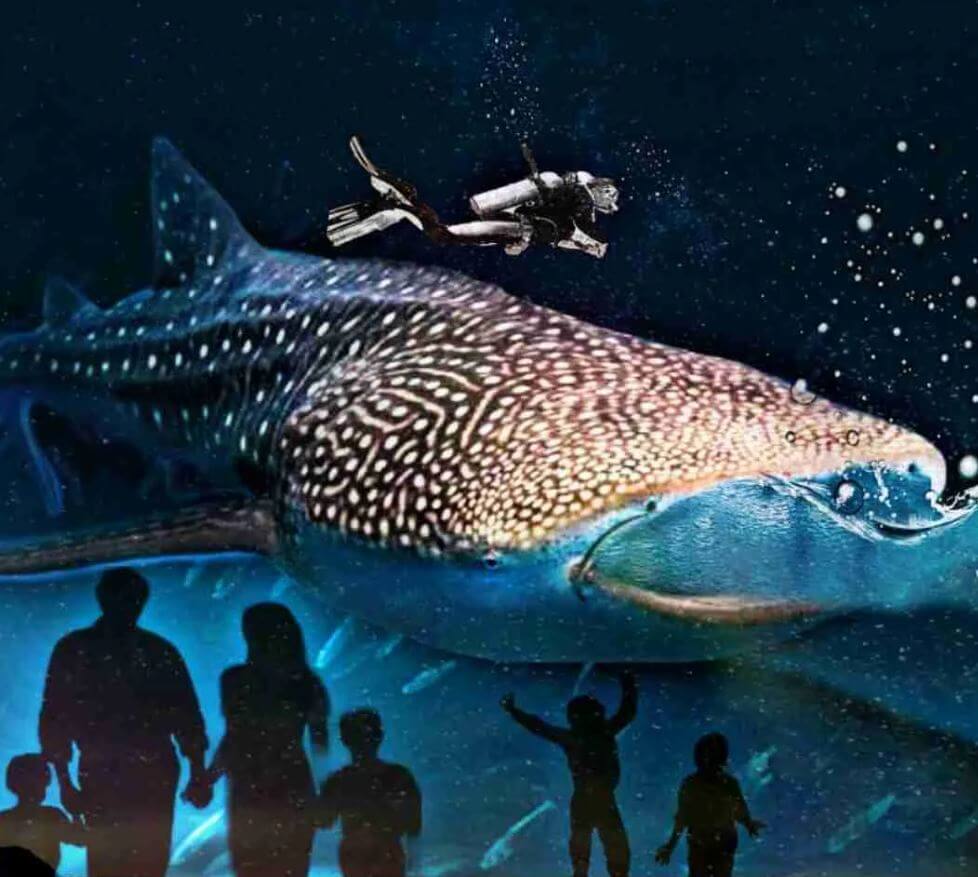 Whale shark Taroko dies at Georgia Aquarium following health issue (1)
