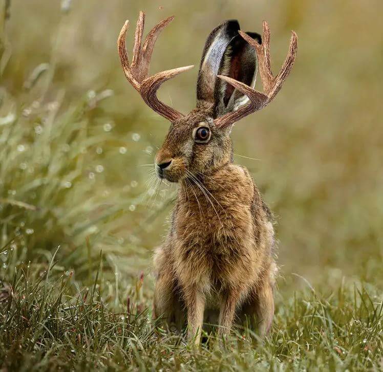 colorado rabbits tentacles virus (1)