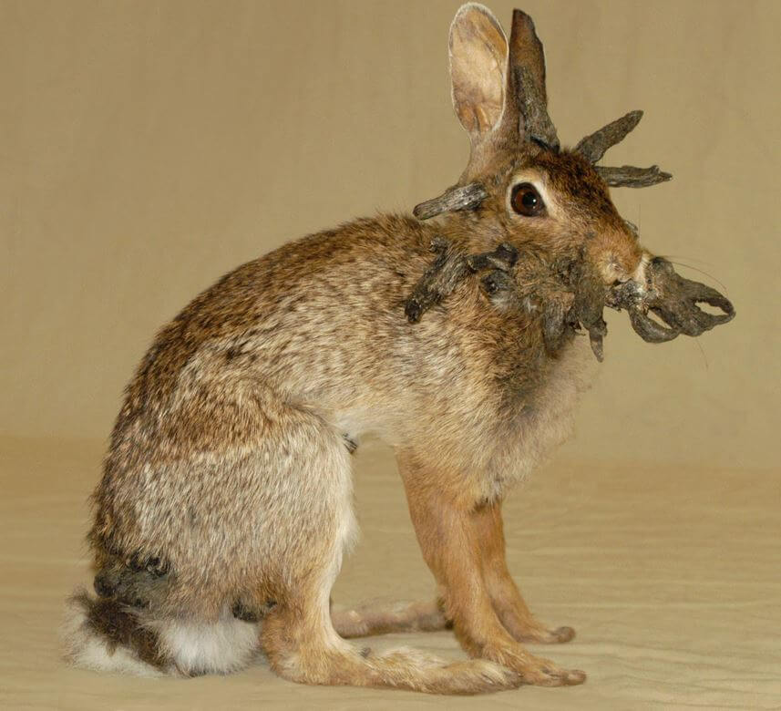 jackalope (