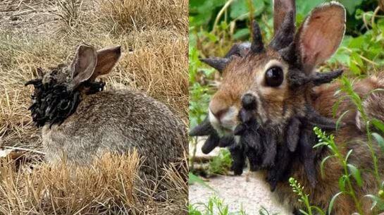 rabbit with tentacles