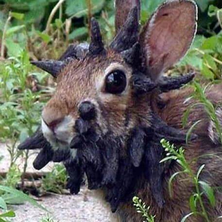 Rabbits with Tentacles: A Deep Dive into the Internet’s Wildest Theory