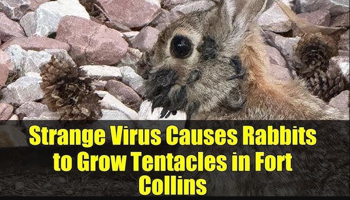 rabbits with tentacles