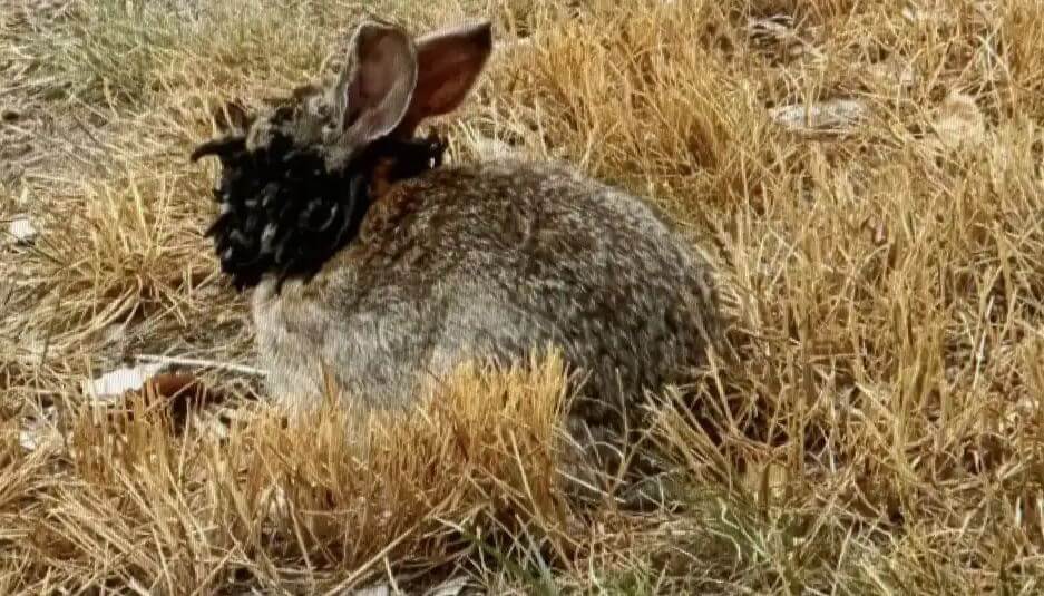 tentacle rabbits