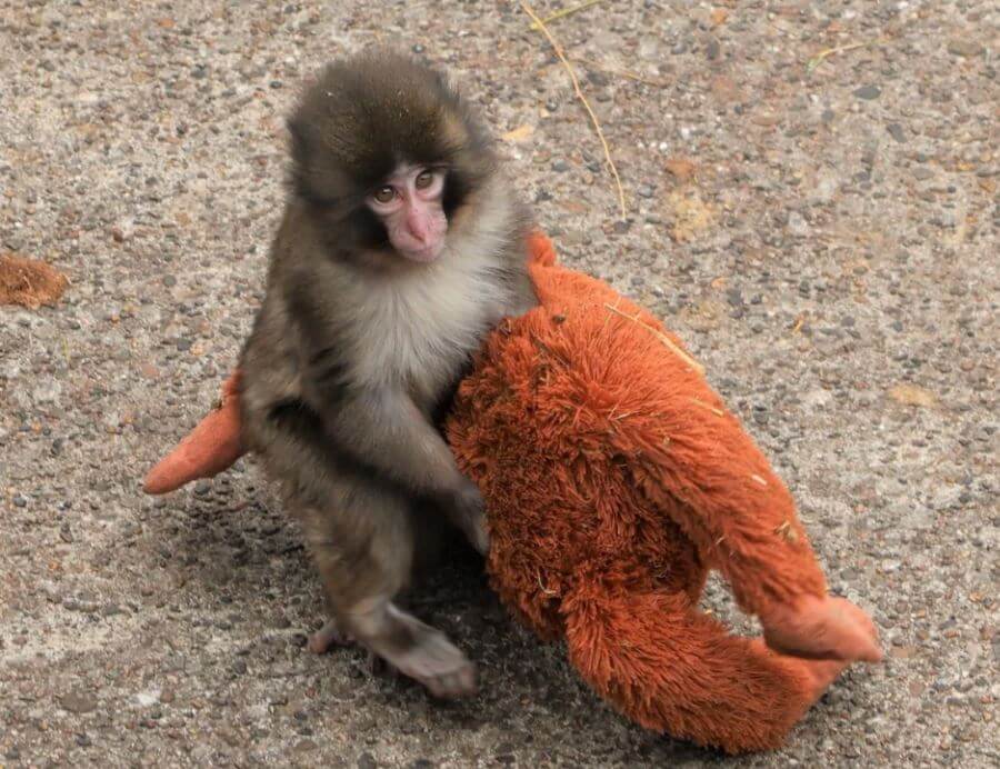 🐒 Punch the Monkey: The Full Updated Story of the Viral Baby Macaque Taking Over the Internet (2026 Update)