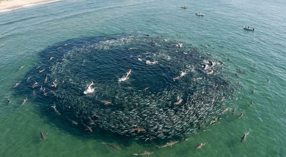 Aerial Perspective of the Bait Blitz