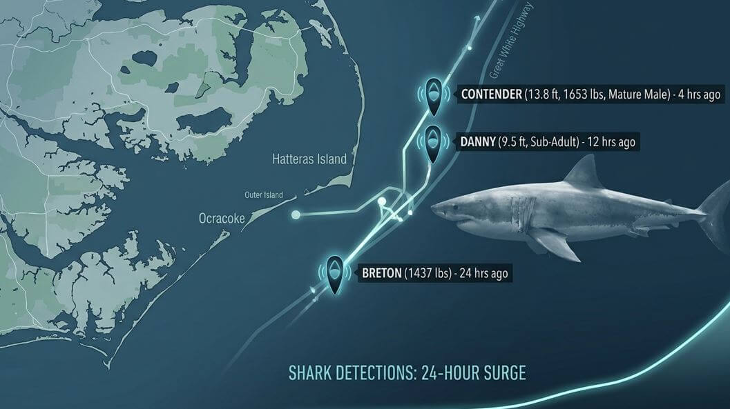 The Silent Migration (Tracking the Giants)