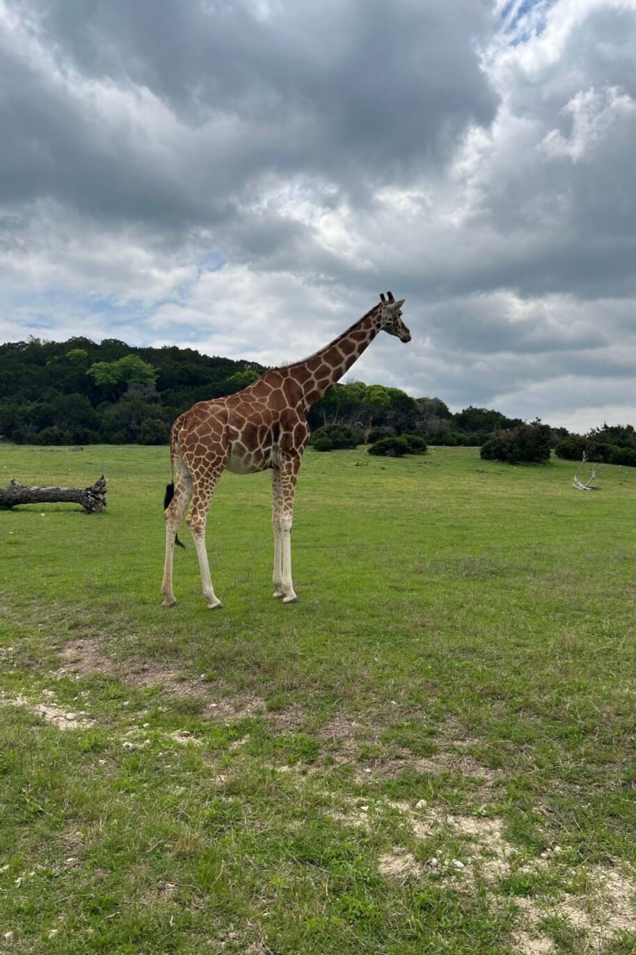 Gracie the missing giraffe found safe in a grassy field near Cedar Hollow Ranch in Texas.