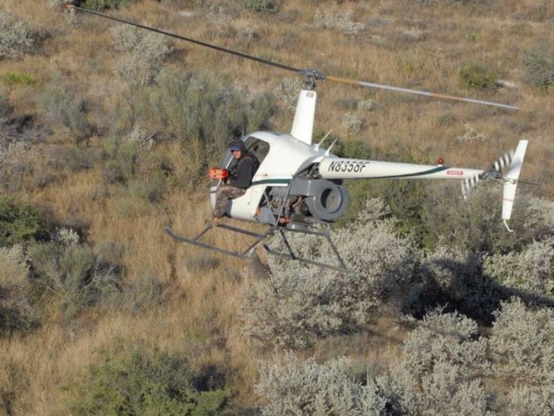 A helicopter assists in the aerial search for Gracie the missing giraffe in Texas.