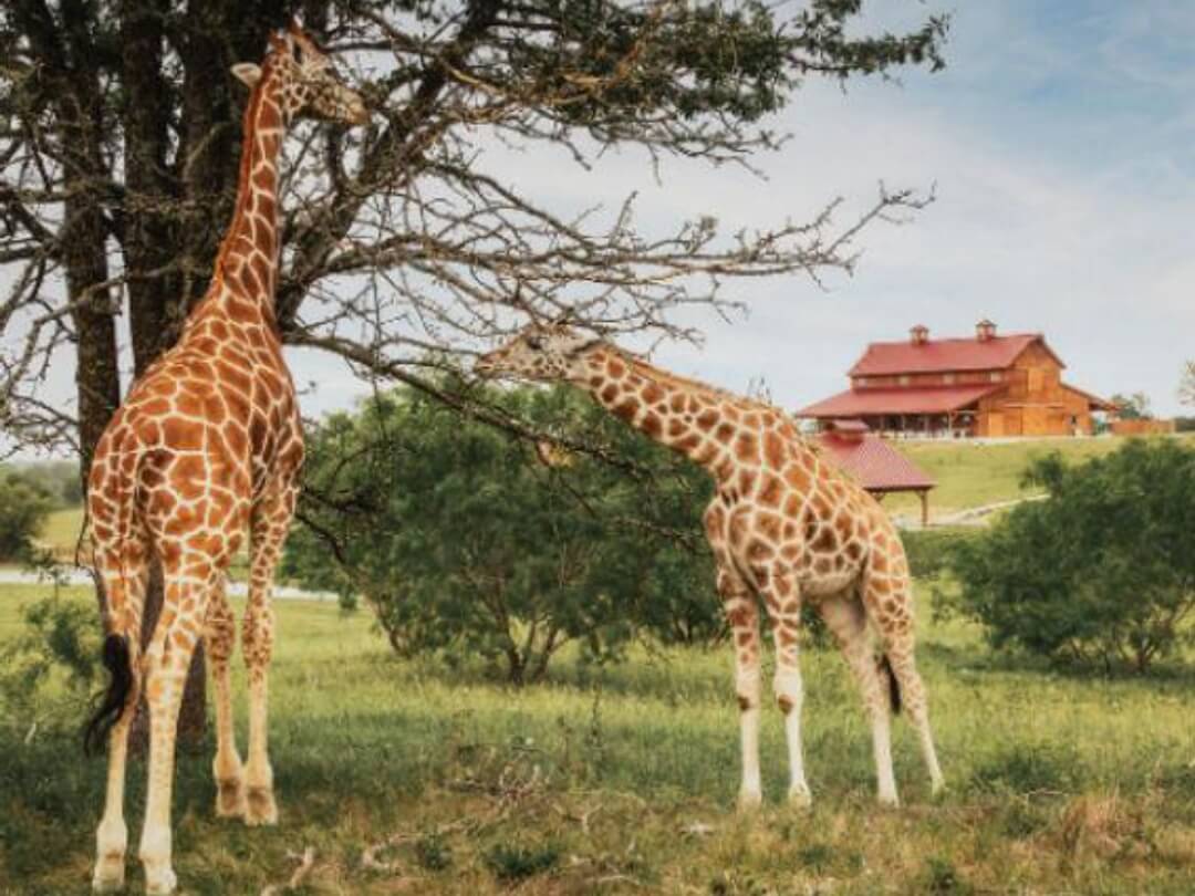 Gracie Giraffe Found in Texas: Missing Giraffe Safely Located After Nearly Two Weeks on the Run