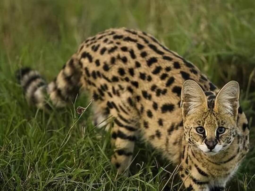 Bramerton Big Cat Sighting: Mystery Leopard-Like Animal Sparks RSPCA Investigation in Norfolk