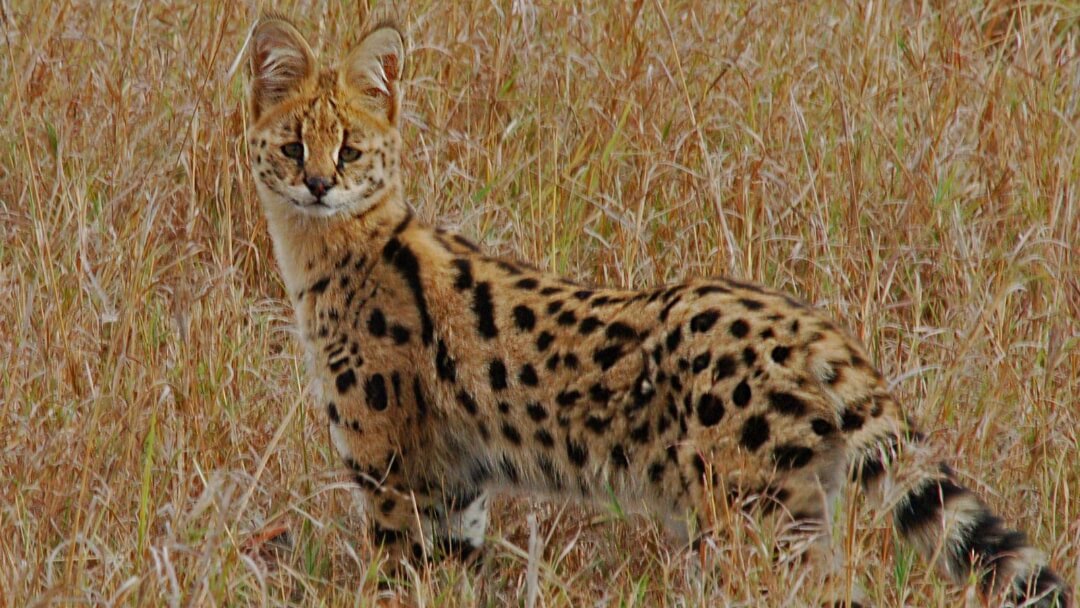 RSPCA responds after reports of a mysterious exotic cat in Norfolk