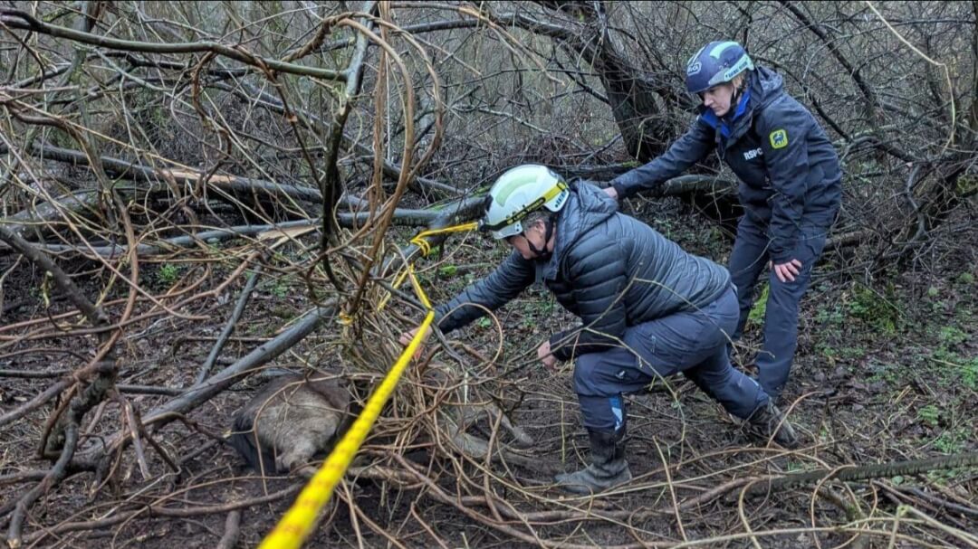 Wildlife experts investigate the reported big cat sighting in Bramerton.