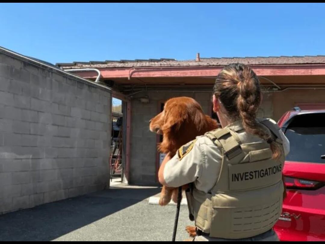 Miranda’s Rescue Investigation: California Animal Sanctuary Under Scrutiny After Hundreds of Missing Dogs