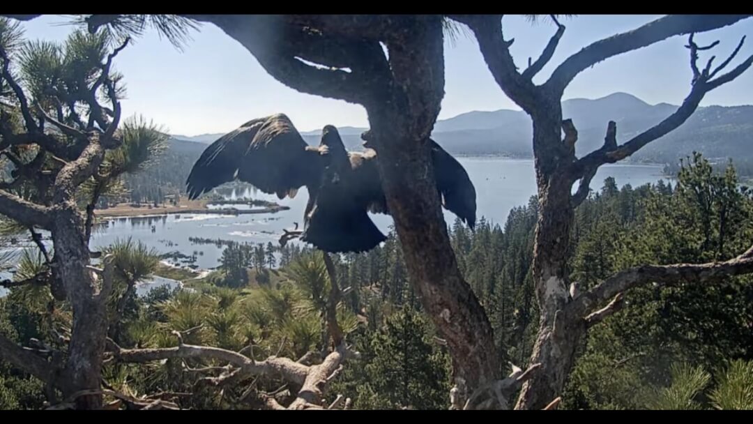 Sandy the Big Bear bald eaglet moments before her first flight.