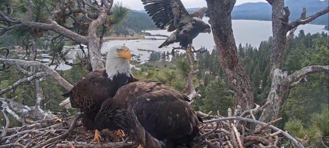 Jackie and Shadow with their eaglets Sandy and Luna at the Big Bear nest.