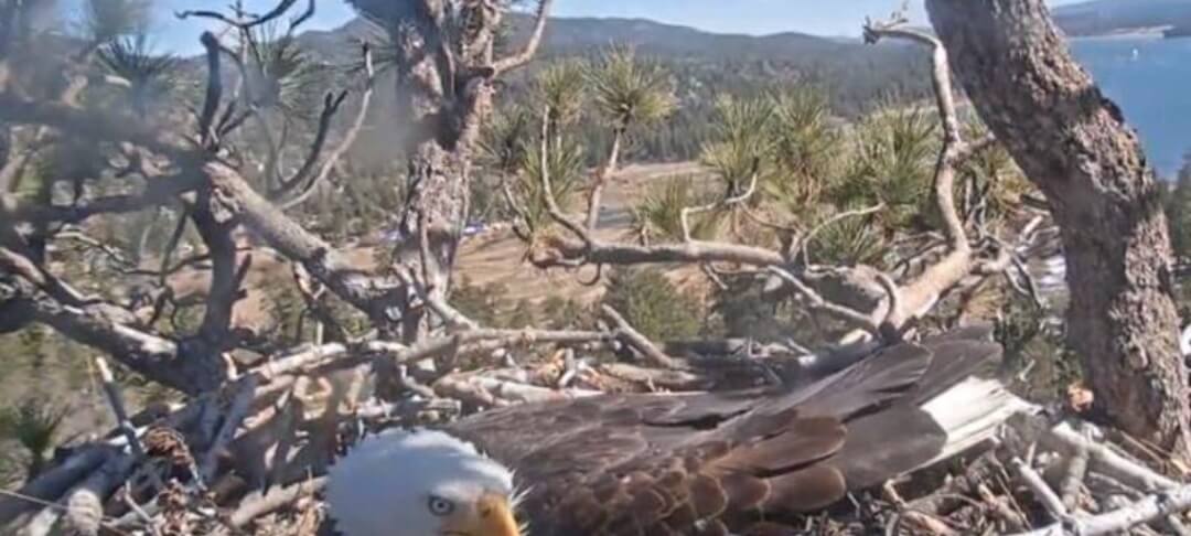 Sandy perched on the "back porch" branch shortly before her accidental first flight.
